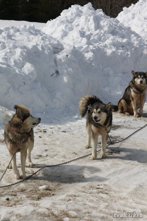 Concurs cu sănii trase de câini - Harghita | 2